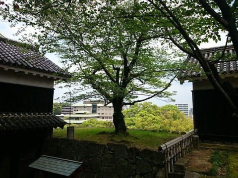 【熊本県の城】2015年4月、今は無き六間櫓を想う
