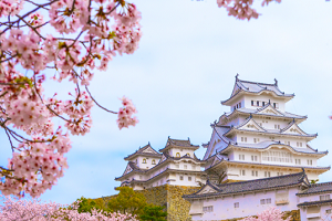 姫路城の桜 | 桜の見頃、2017年はいつなのか！