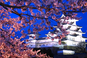姫路城の桜 | 2017年 ライトアップはいつから