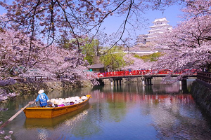 姫路城の桜 | 姫路城桜を船（和船）で遊覧