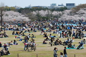 姫路城の桜 | 姫路城の混雑状況は？