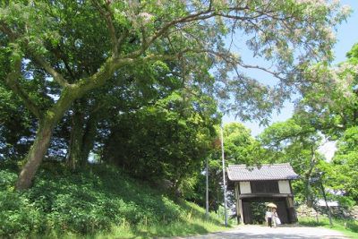 福岡城内の花や木々