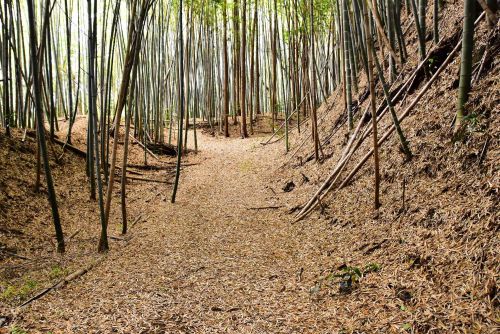 滝山城　東京都八王子市