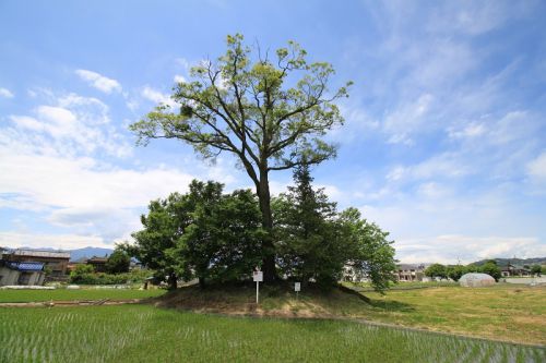 信濃　井川城　 水田の中に残った大木と土壇