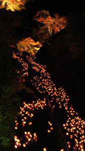 竹楽開催！2万本の竹灯籠が、幻想的な光で城下町を包む秋のイベント