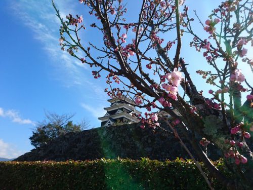 大洲城二の丸の桜が咲きました