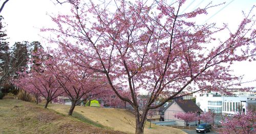 香取の海最西端の城　河津桜満開の松ヶ崎城へ
