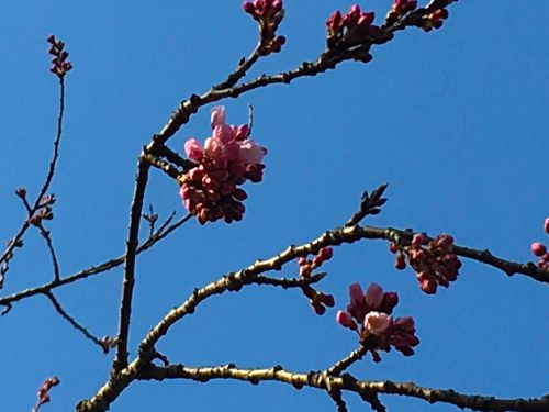 岡城の桜は、いつが見頃？桜咲く岡城 春の彩りに包まれた高石垣 ドローン撮影（4K）