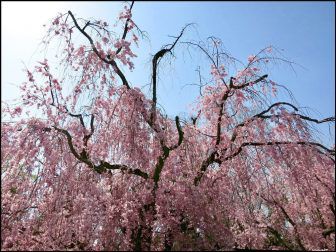 二条城の桜2018現在の開花情報や混雑！桜祭りのライトアップあり