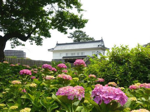 小田原城のアジサイ 2018の見頃・開花状況は？