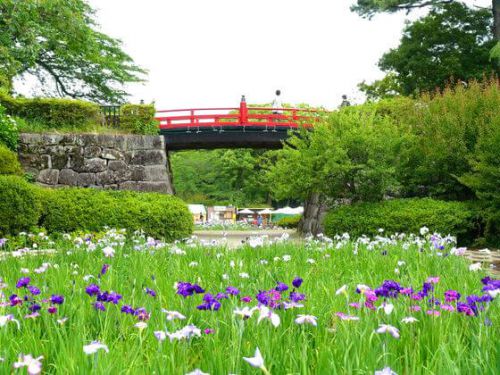 小田原城の花菖蒲（ハナショウブ） 2018の見頃・開花状況は？