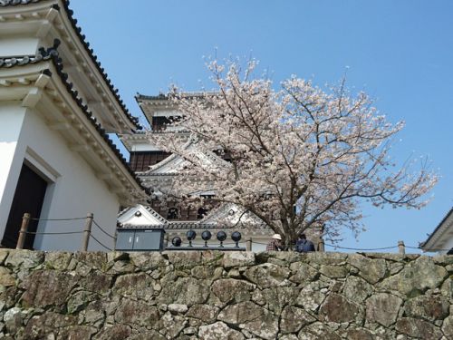 大洲城の桜、満開です。