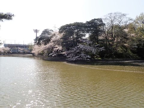愛知県・亀城公園で花見をしてみた