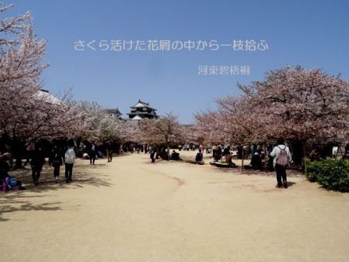 松山城本丸のソメイヨシノ桜と建造物を散策