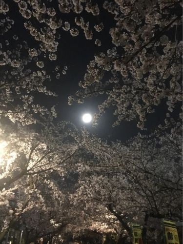 清洲城（清須城） 〜桜を観る 2018 夜桜と月〜