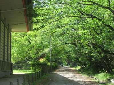 福岡城跡で森林浴してみませんか？