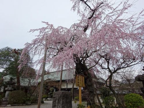 埼玉県川越市 江戸城から移築した書院・客殿は見ごたえあり！境内の桜や紅葉、五百羅漢像も有名！喜多院（きたいん）