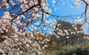 タイムトリップ⁈春休みお出かけするなら桜の名所城下町たけたでリフレッシュ！