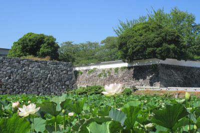 福岡城のお堀の蓮