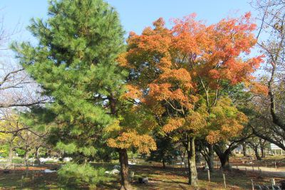 秋の福岡城跡と鴻臚館跡