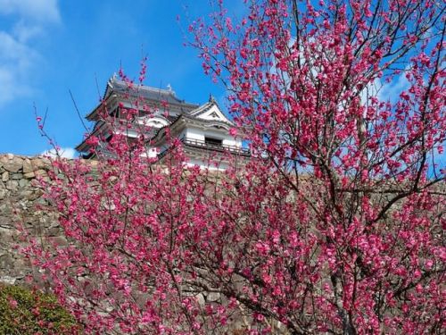 大洲城下の紅梅がきれいです