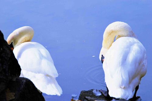 松本城の白鳥