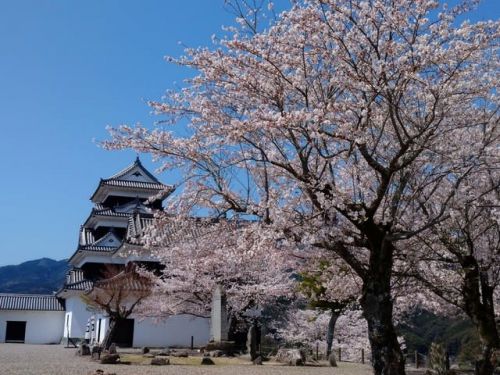 大洲城、桜満開です。