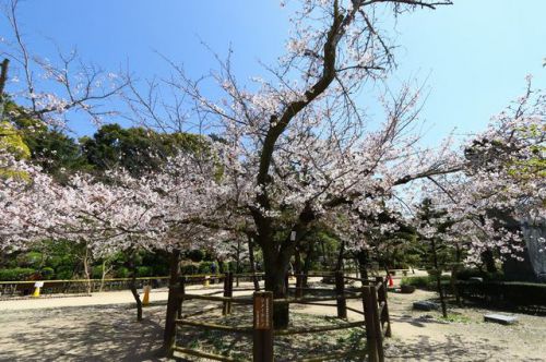 道後公園（湯築城跡）のソメイヨシノ桜（観測標本樹）が満開