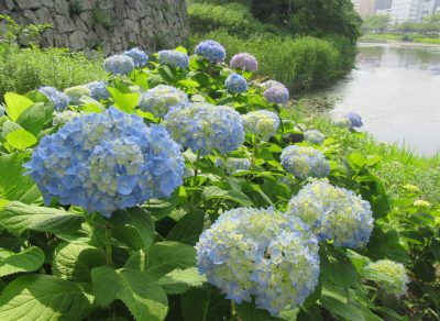 福岡城 初夏の最新情報