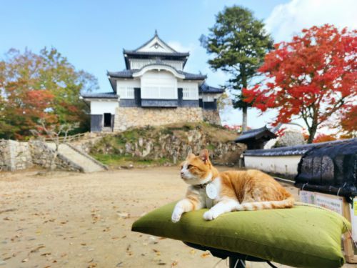 日本100名城第68番 山城唯一の現存天守で猫城主がかわいい！真田丸のOPで使用された「備中松山城（びっちゅうまつやまじょう）」！スタンプ設置場所や所要時間、見どころをご紹介！