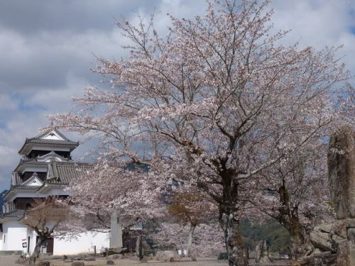 大州城の桜 見頃です。