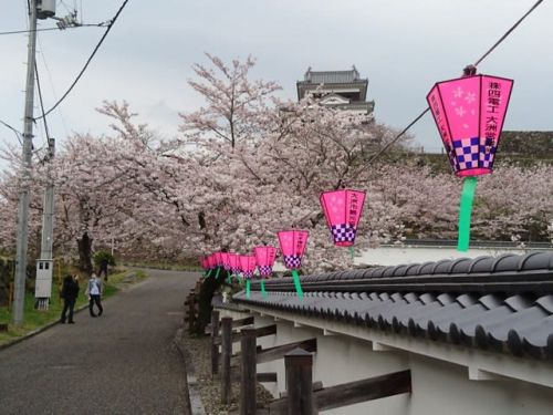 大洲城、桜、見頃です