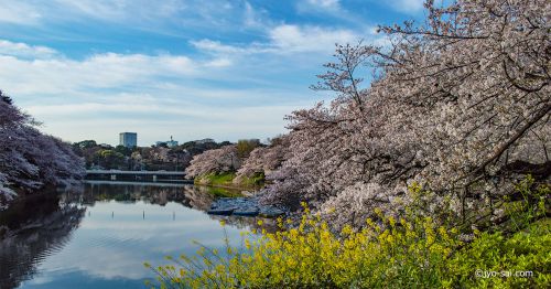 見事な桜が咲き誇る江戸城「千鳥ヶ淵」を訪れてみました。
