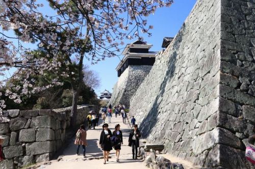 松山城本丸とソメイヨシノ桜散策