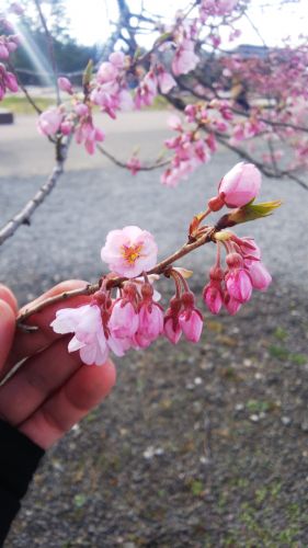 仙台城の桜は咲き始め