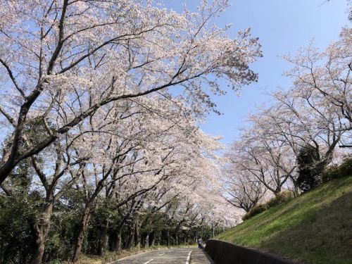 師戸城 址（印旛沼公園）の桜