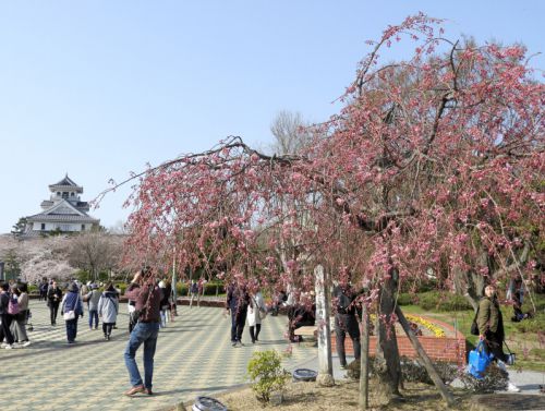 長浜城と桜　２　豊公園